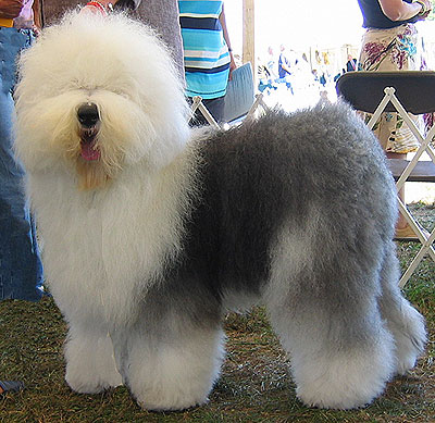 Old English Sheepdog: confira tudo sobre a raça