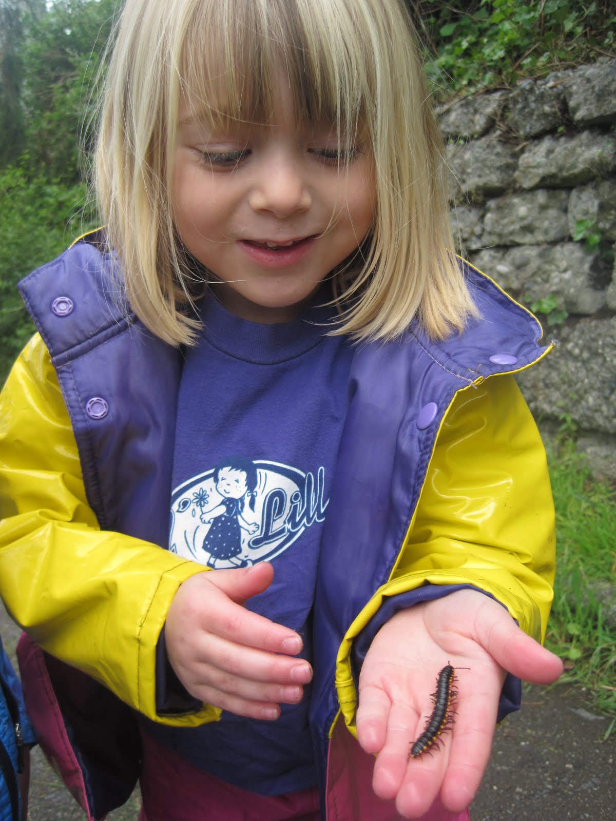 yellow spotted millipede