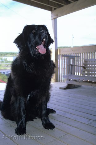 Newfoundland Dog