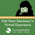 Farm Sanctuary Virtual Experience