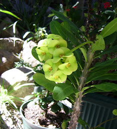Euphorbia  *E