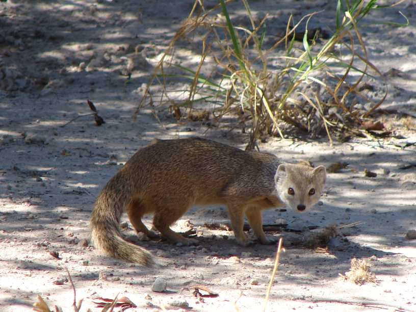 [mongoose+sm.jpg]