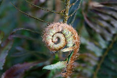 What is this? Our ferns are growing new shoots. We have seen this in Maori artwork. Let's find out!