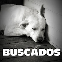 FOTOS DE PERROS PERDIDOS BUSCADOS POR SUS DUEÑOS