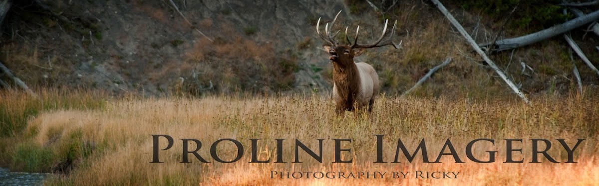 Proline Imagery