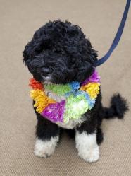 [thisdogiscuterthanlilly.jpg]