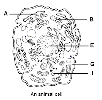 Cikgu Naza: [Biology Form 4] Cell Structure & Organisation