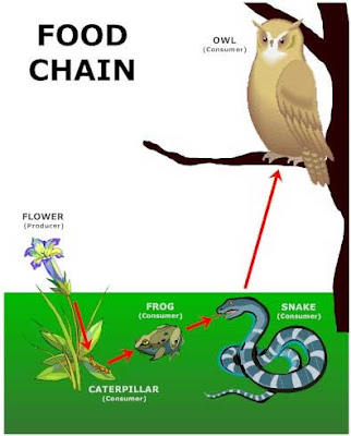 food chain pictures. A food chain demonstrates the