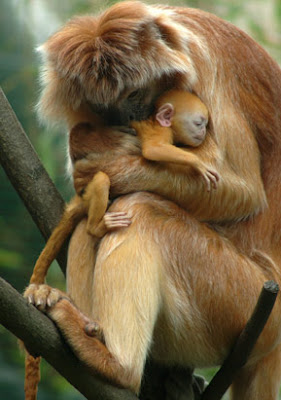 javan langurs