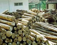 Pohon Albasia