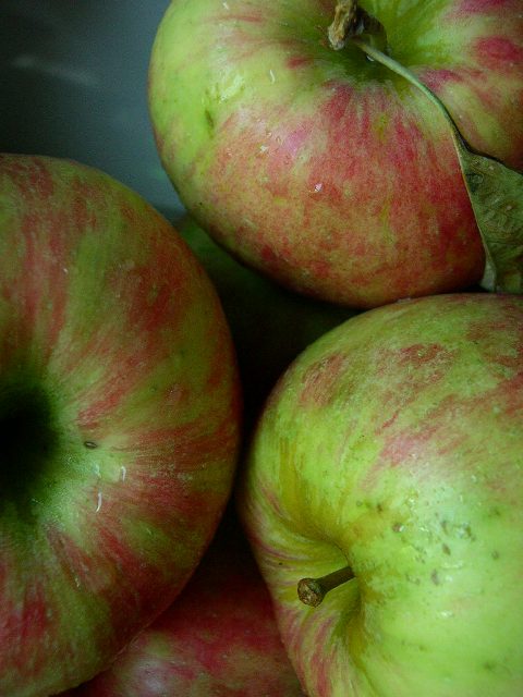 [honeycrisp1.JPG]