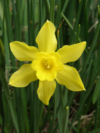 Flos 花 Blume Flower 華 Fleur Flor Cbetok Fiore スイセン 栽培種 3