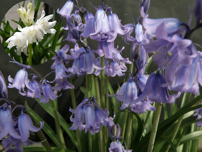 Flos 花 Blume Flower 華 Fleur Flor Cbetok Fiore シラー カンパニュラータ