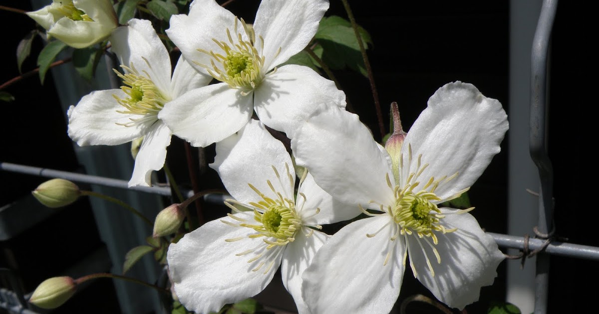 Flos 花 Blume Flower 華 Fleur Flor Cbetok Fiore クレマチス モンタナ スノーフレーク