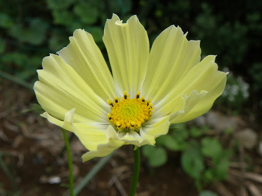 Flos 花 Blume Flower 華 Fleur Flor Cbetok Fiore コスモス イエローキャンパス