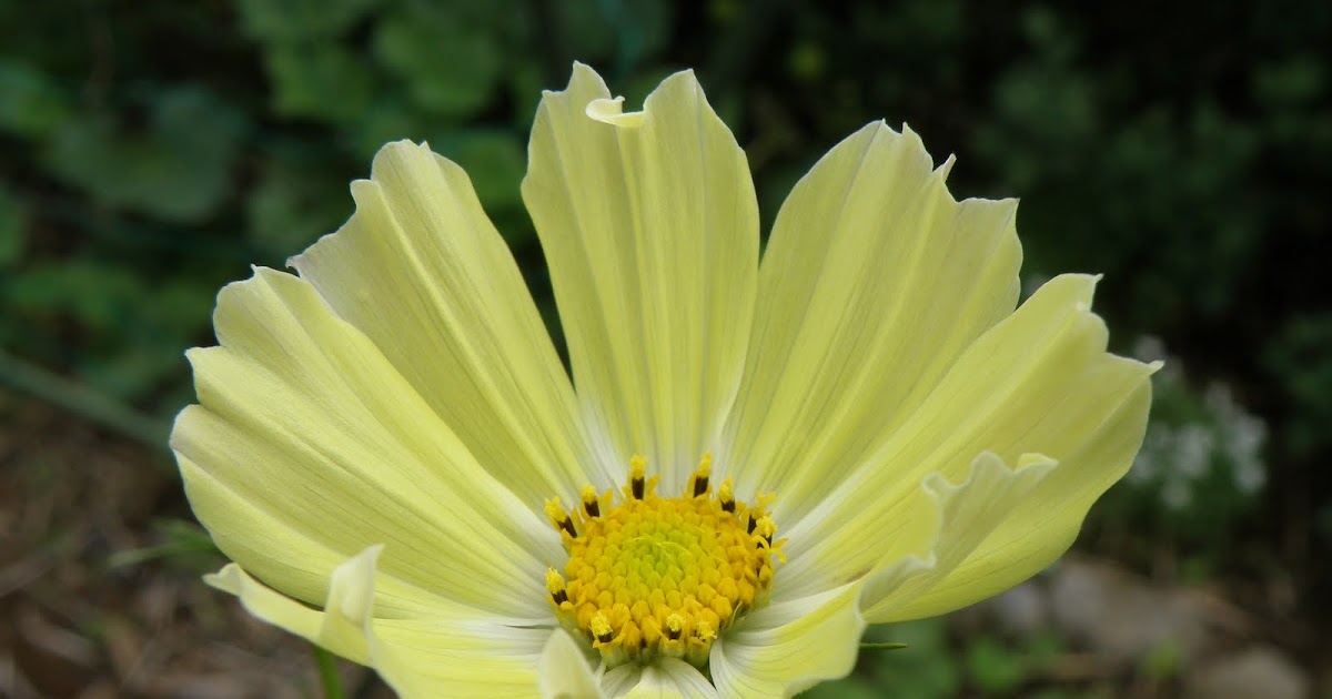 Flos 花 Blume Flower 華 Fleur Flor Cbetok Fiore コスモス イエローキャンパス