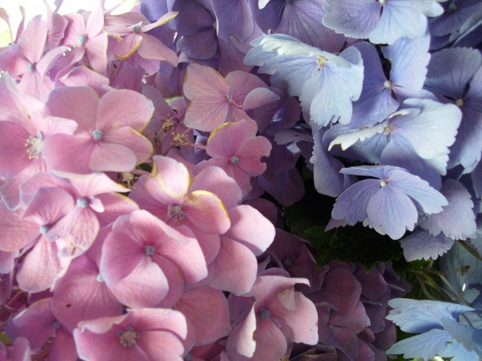 Summer Magic In The Garden