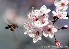 FLOR E INSECTO