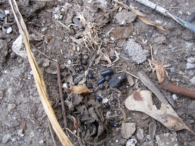 Gathering roly-poly bugs