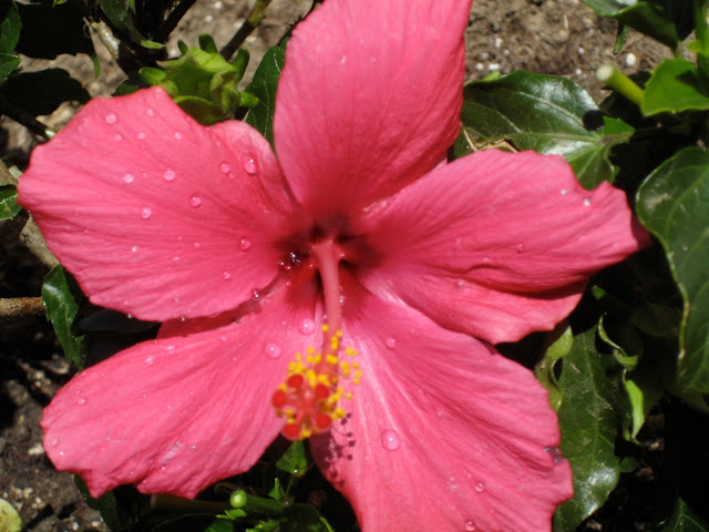 Hibiscus