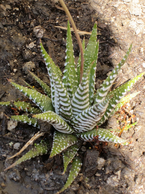Spiny succulent