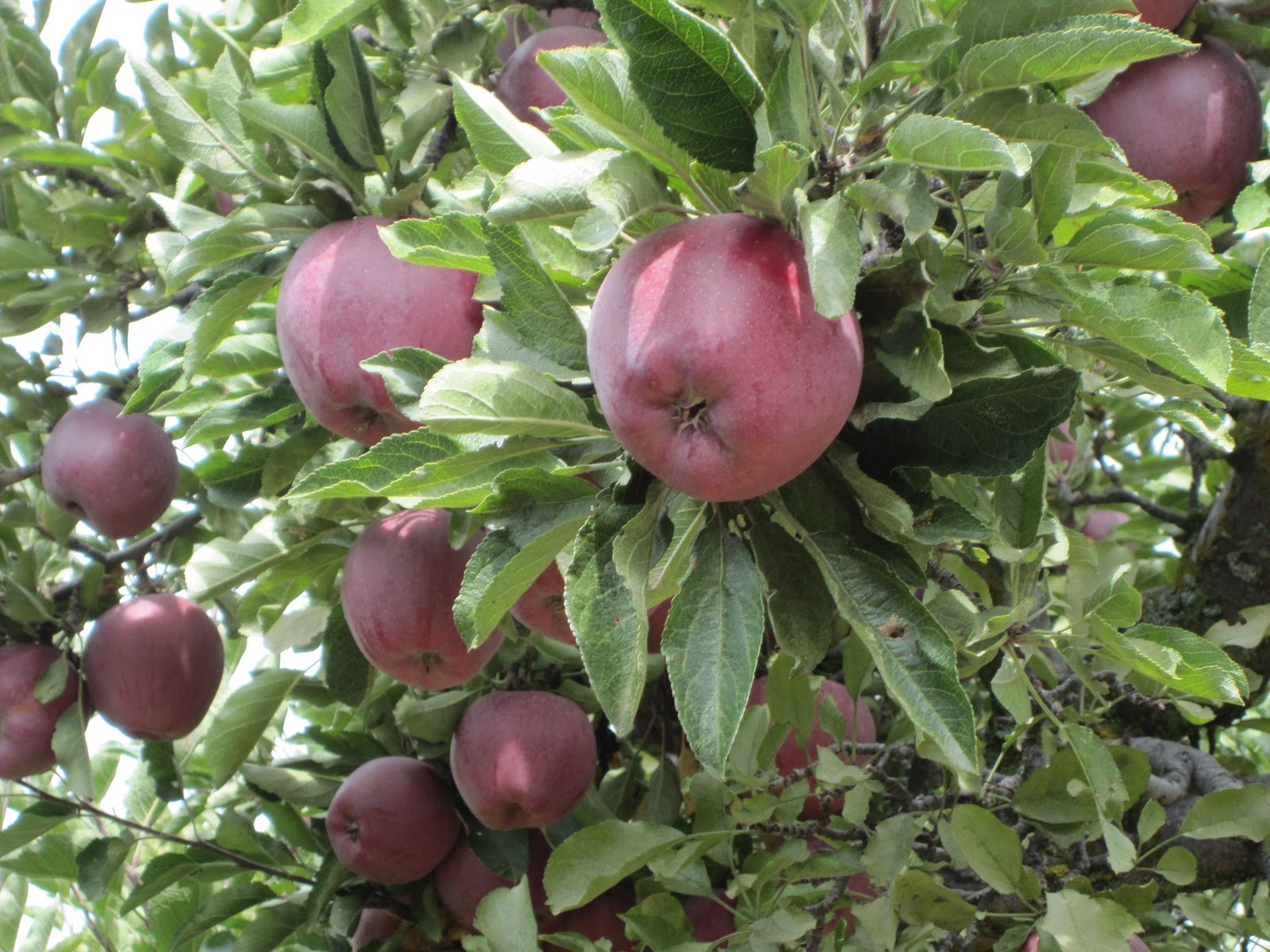 After the apple picking, we enjoyed a picnic lunch in a beautiful