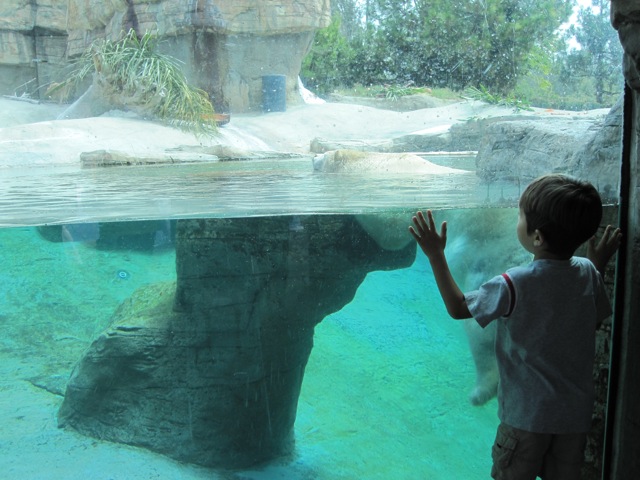 It’s home to more than 4,000 animals and 800 different species, many of