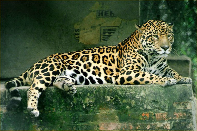 Picture Jaguar
