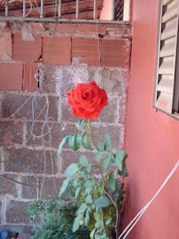 Rosas