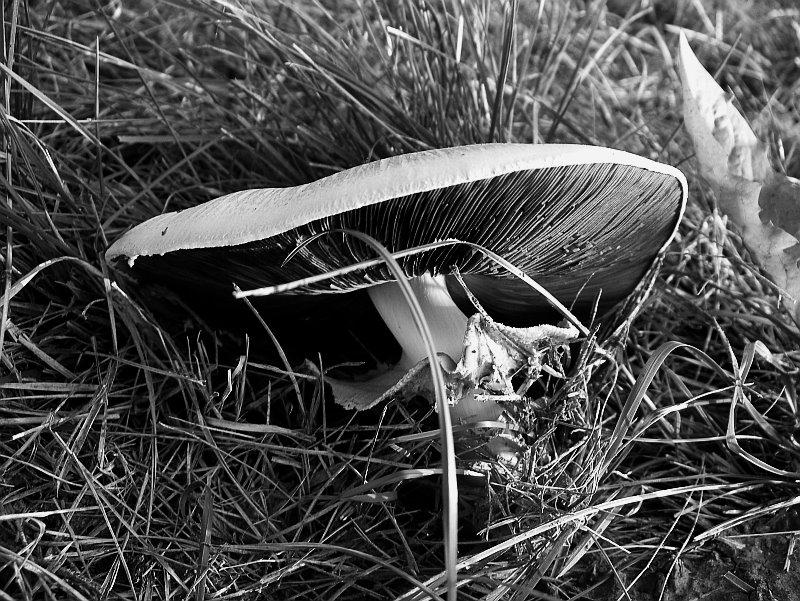 [pilz2.jpg]