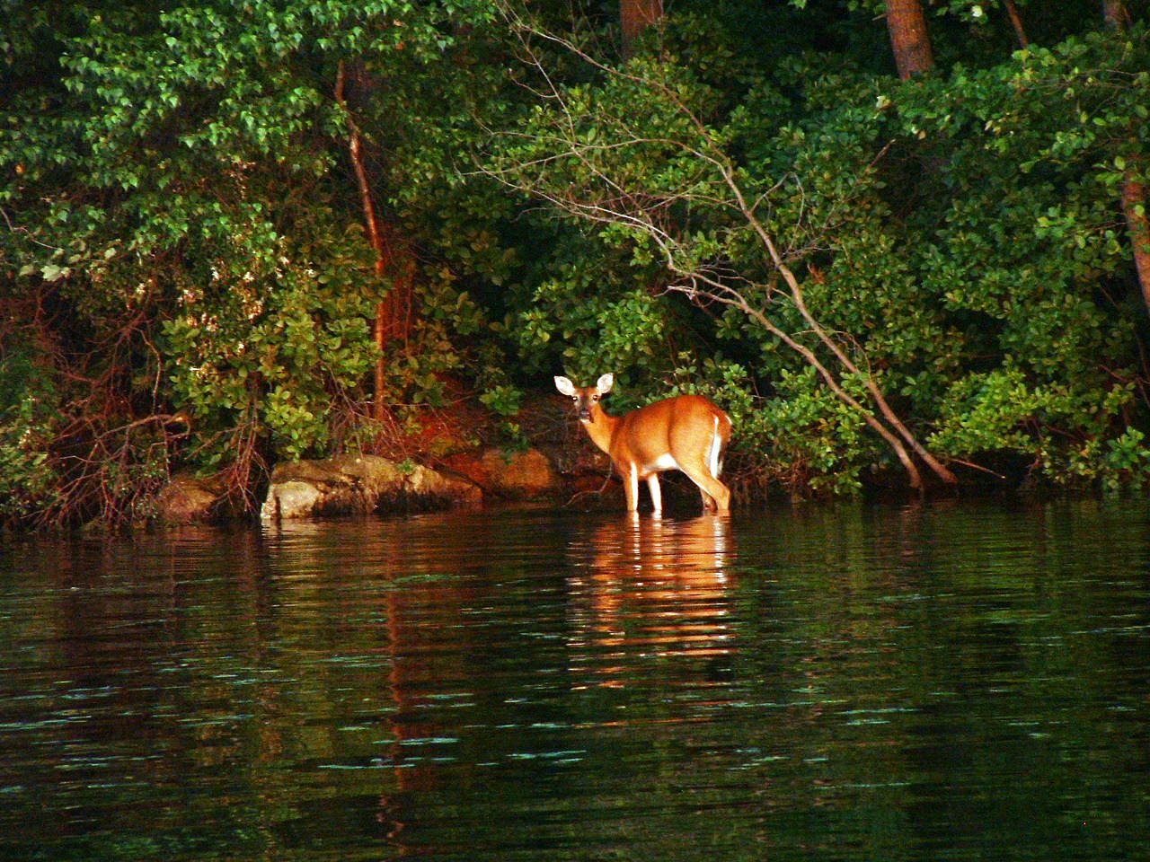 deer stream