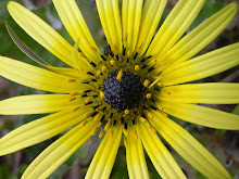 STOP A LAS PLANTAS INVASORAS