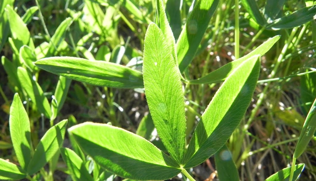 FLORA DE PIRINEOS: Trifolium alpinum L (Portillón de Benasque, Torrente