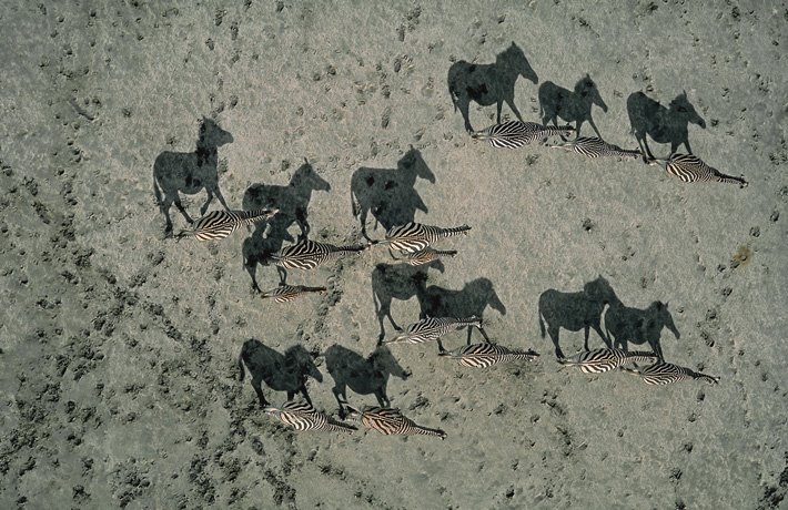 [1206990866_grand_prize_zebras1.jpg]