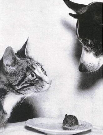 [animalstandoff.jpg]