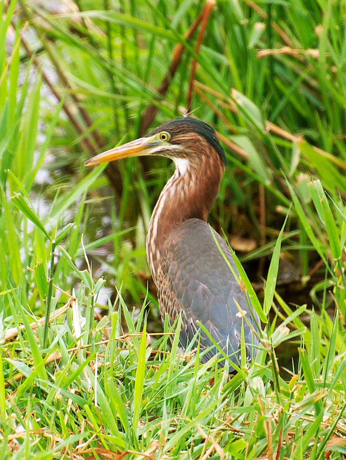 NW Bird Blog Green Heron