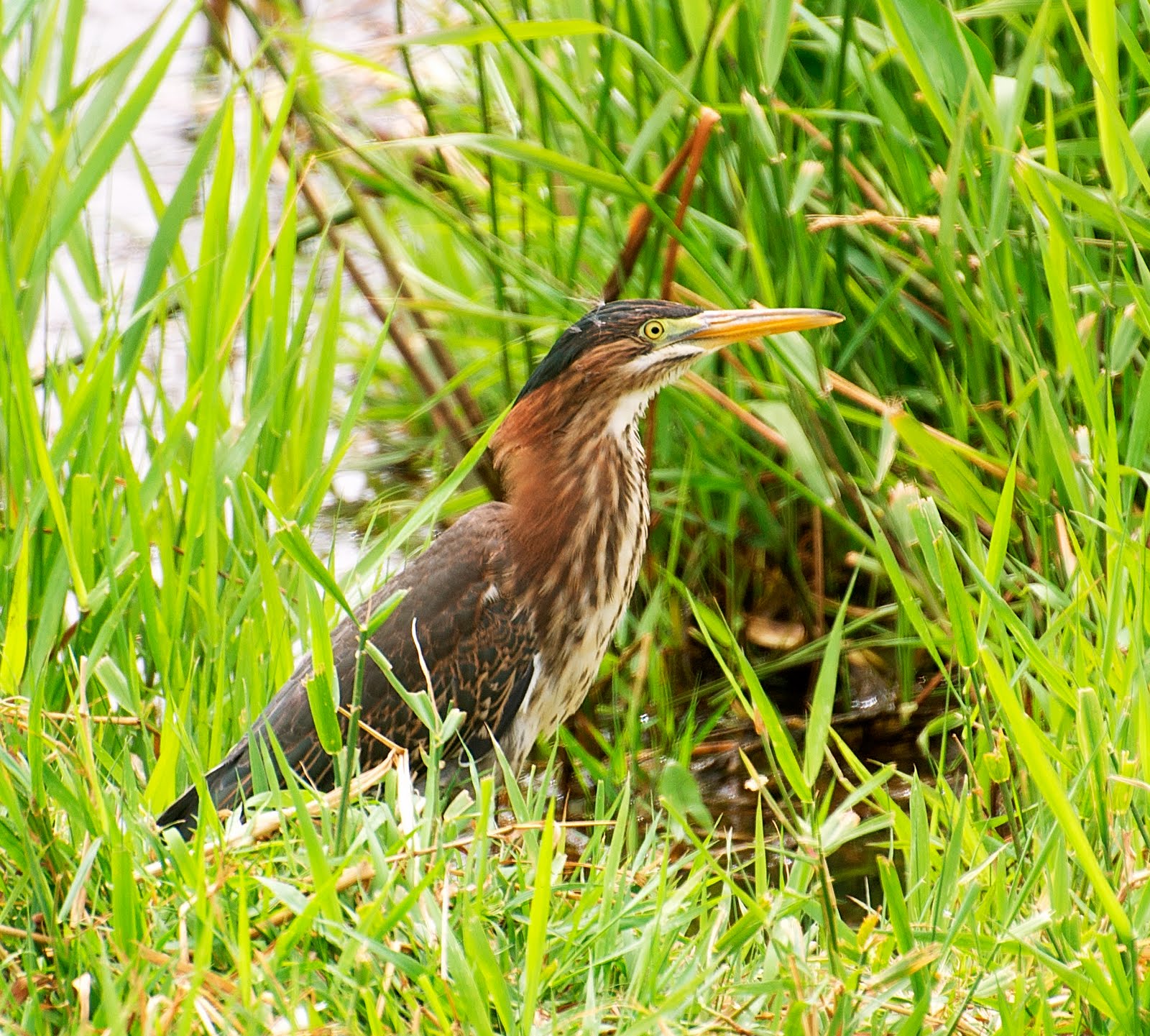 NW Bird Blog Green Heron