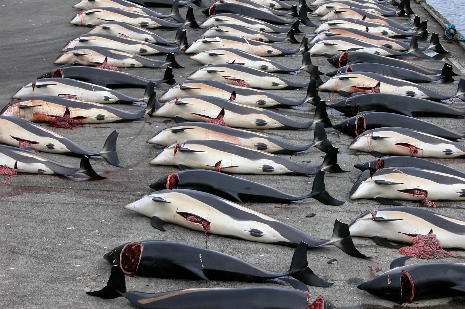Japanese Whale Hunters