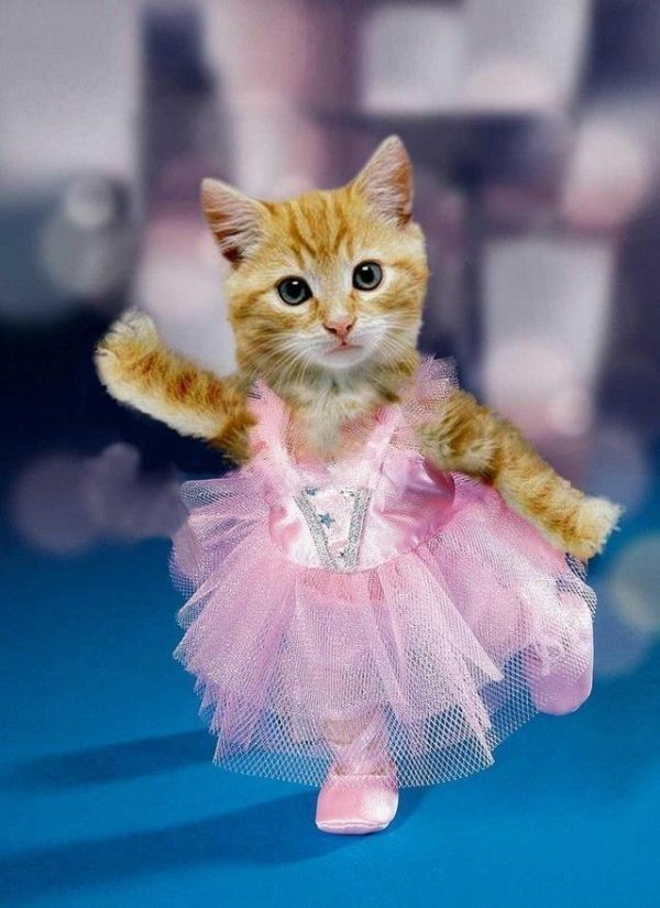 Image result for cat as ballerina