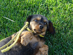 Squirt loves Green Grass!