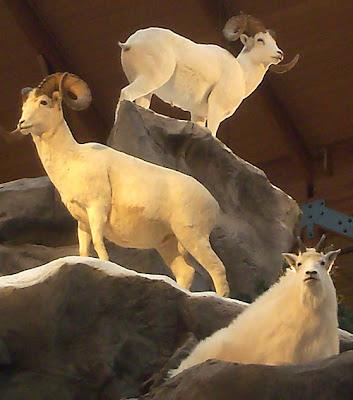 Dall Sheep Taxidermy