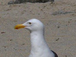 Gull at Lover's Point