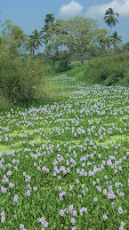 Water hyacinth