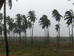 Palms blowing in wind