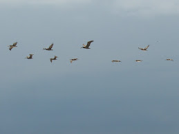 Pelicans