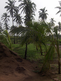 Looking south along property line