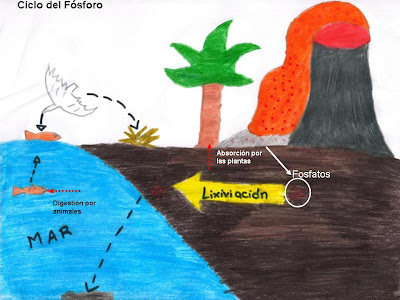 Ciclo Fosforo