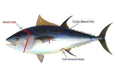 Dressing and Handling Bluefin Tuna - Gloucester MA - Karen Lynn