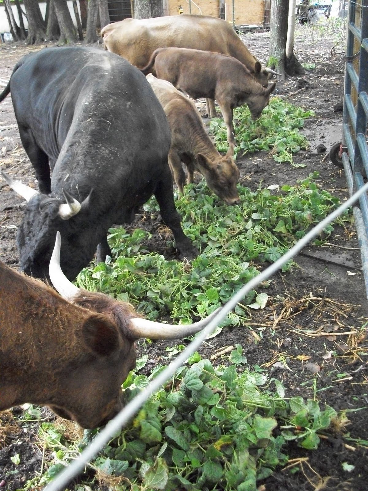Beans, Beans, they’re good for your… Cattle! Karl's Farm