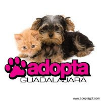 Adopta Guadalajara